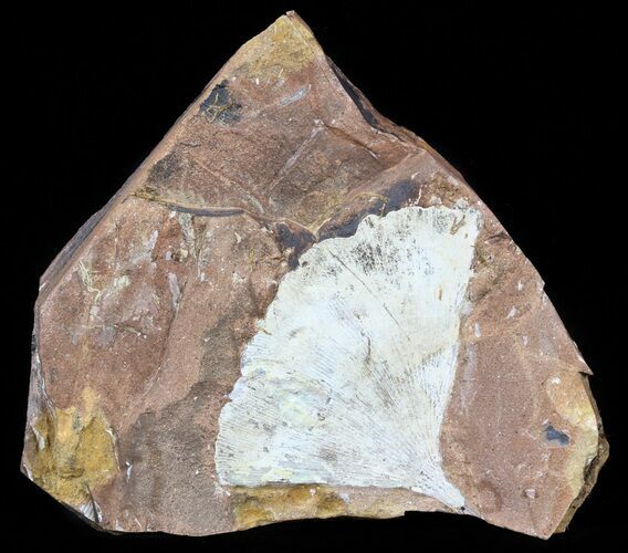 Fossil Ginkgo Leaf From North Dakota - Paleocene #58985